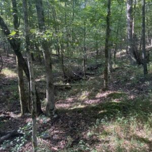 1.62 acres in Poplar Bluff, MO (Butler County) - APN 1090809320000000004010 (photo 11)
